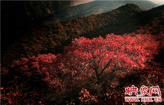 2014年第五屆嵩山紅葉節(jié)將于10月26日盛大開(kāi)幕