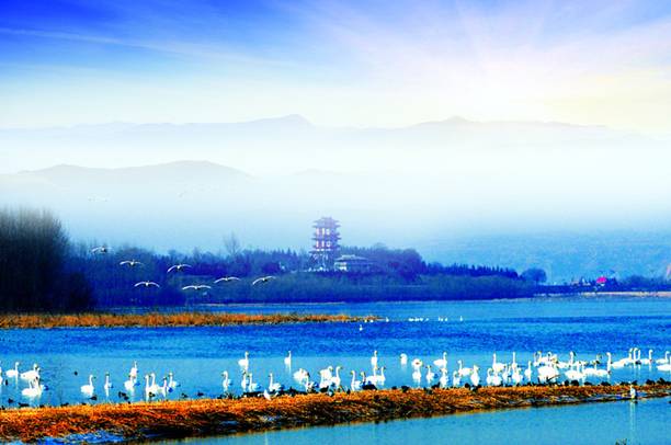 “天鵝城”河南三門峽為白天鵝劃定16萬畝保護區(qū)