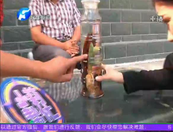 神奇！泡酒人參發(fā)芽長(zhǎng)樹葉