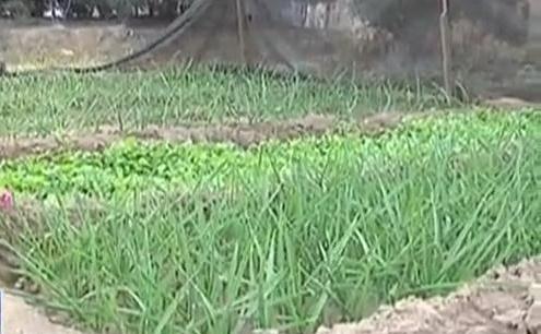 生態(tài)廊道變菜園 誰干的？