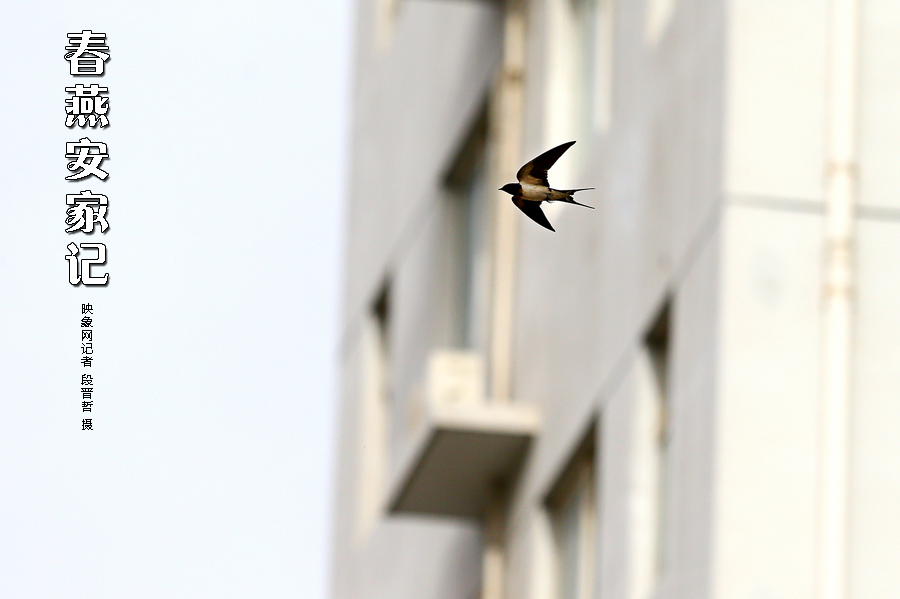 為了愛(ài)巢，每天奔波在樓宇間不斷努力