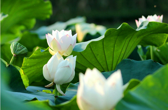 千對(duì)情侶共聚淮陽 賞荷拜祖見證姻緣 千對(duì)情侶共聚淮陽 賞荷拜祖見證姻緣