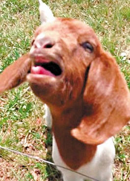 這只會說話的小山羊不斷發(fā)出類似“What”的聲音。